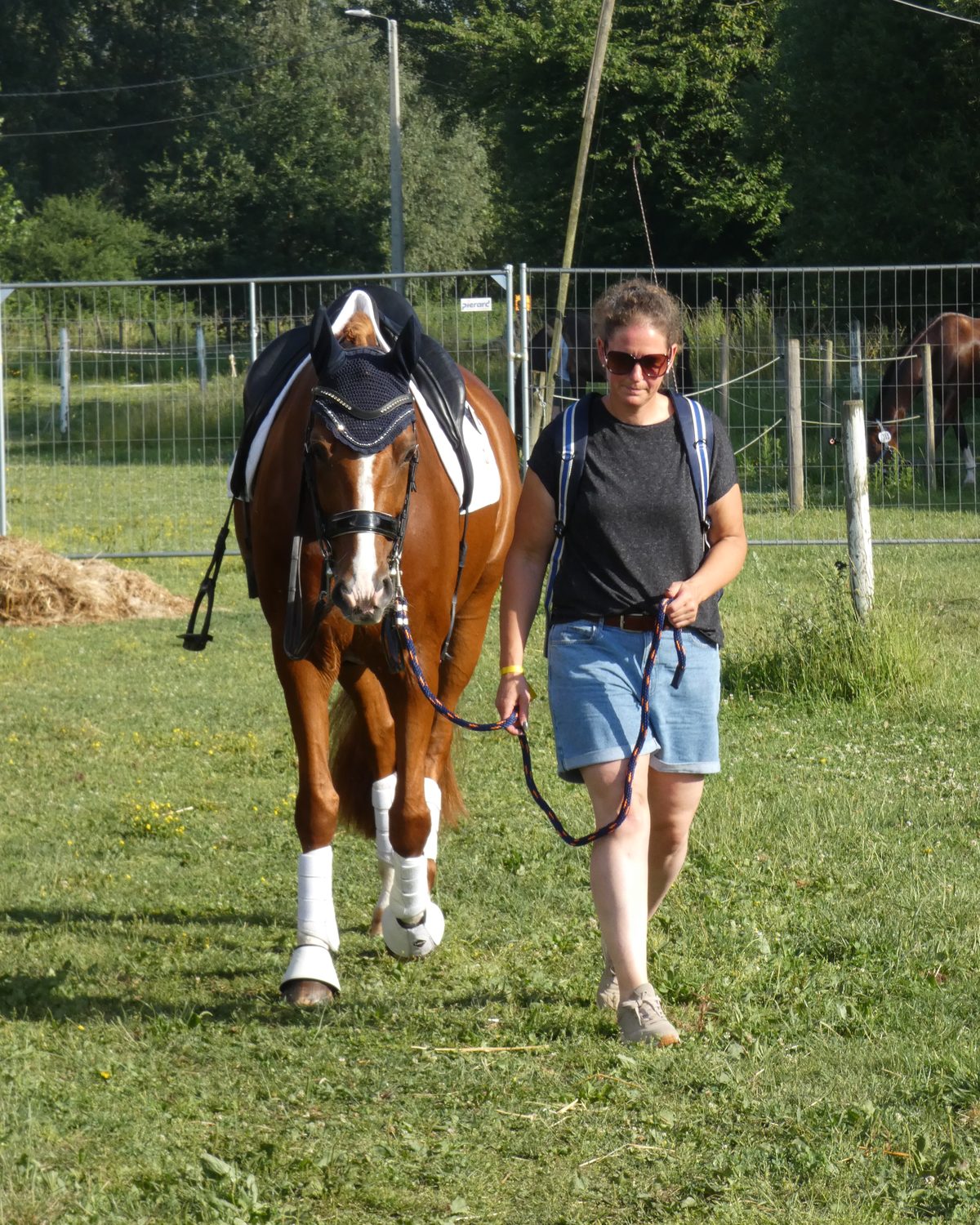 Leading a tacked horse in hand across the grass at a show