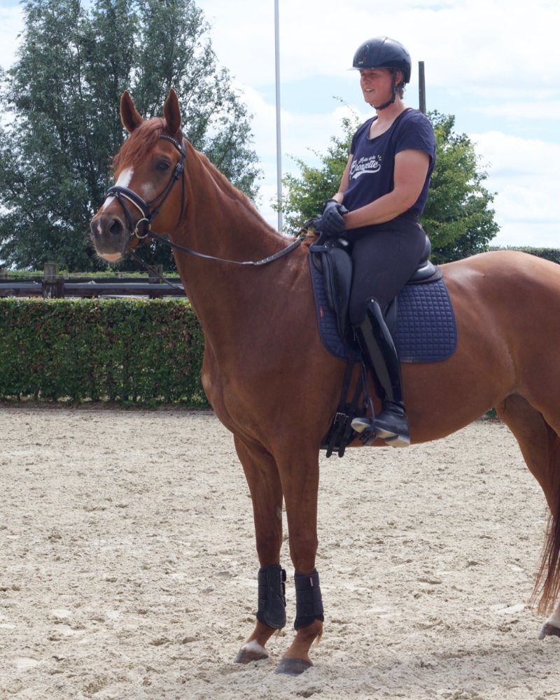 Mare by Floris Prince x Dancier